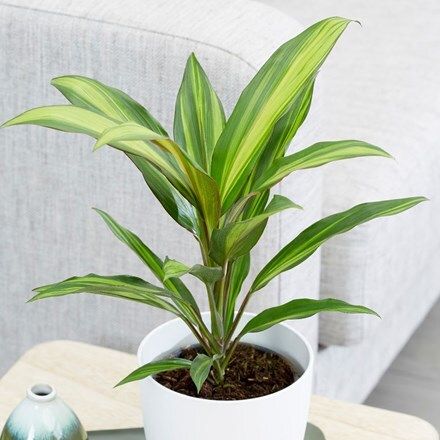 Dracaena, Cordyline Kiwi