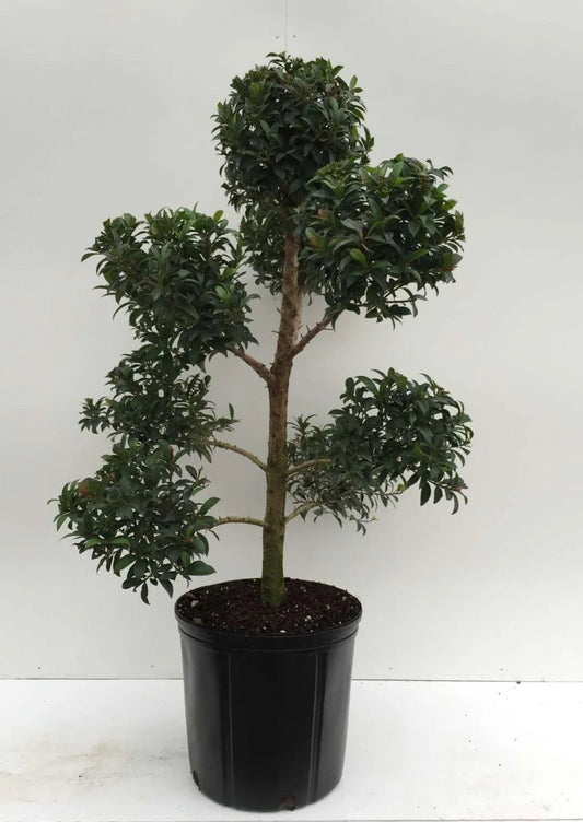 Topiary, Eugenia Myrtifolia Pom Pom