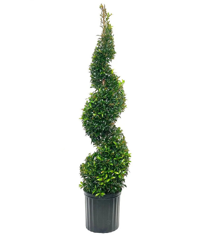 Topiary, Eugenia Myrtifolia Spiral