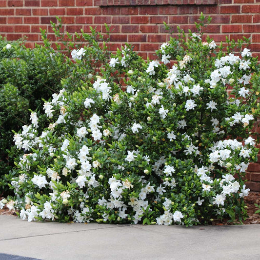 Jasmine, Cape