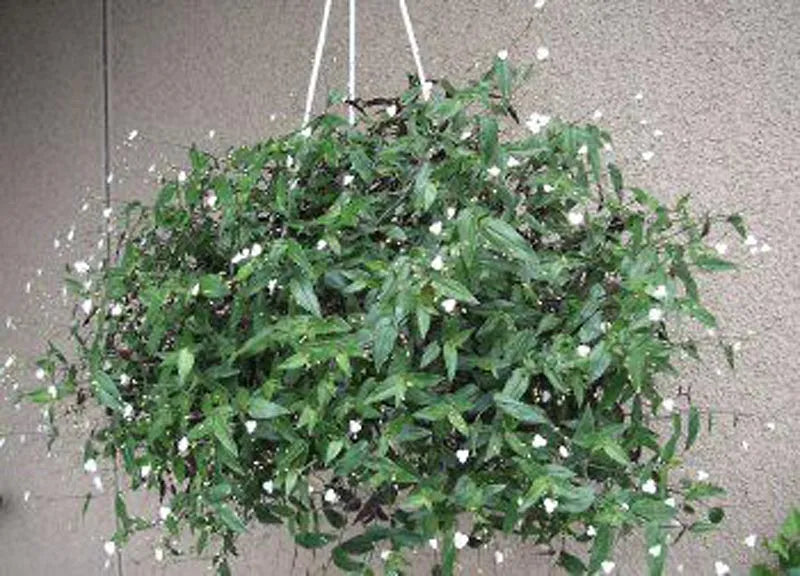 Bridal Veil Plant