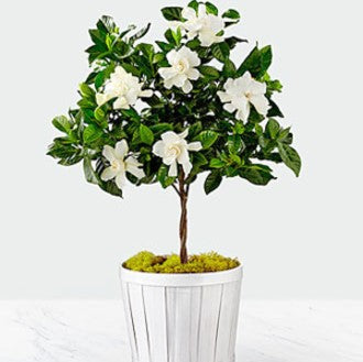 Gardenia, Braided