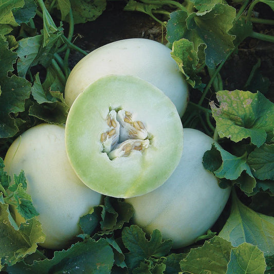 Melon, Honeydew