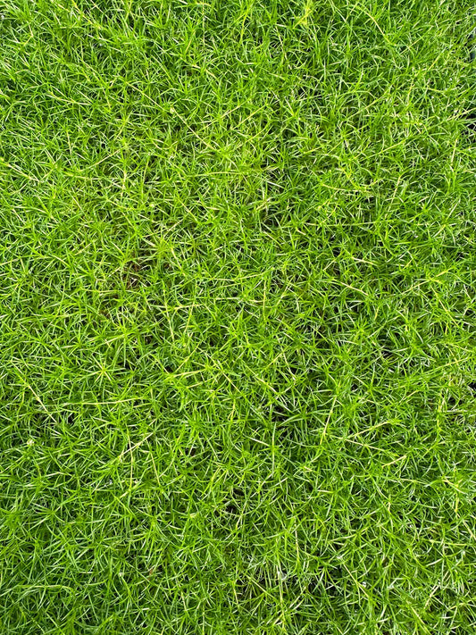 Sagina, Moss (Variety)