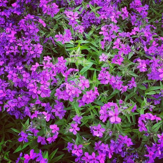 Phlox, Variety