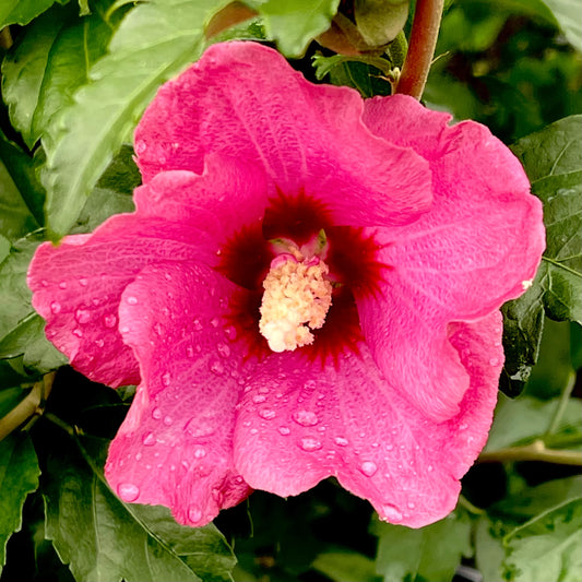 Rose of Sharon, Variety)