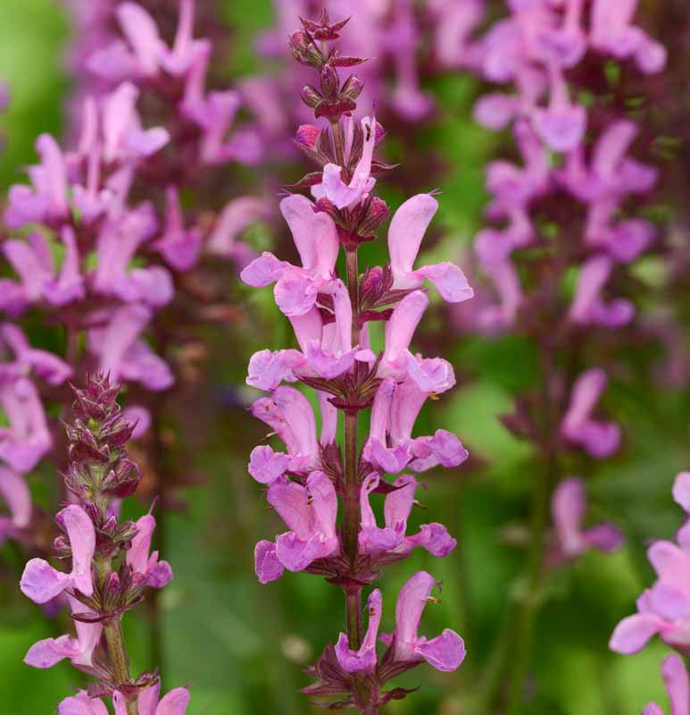 Salvia, Variety