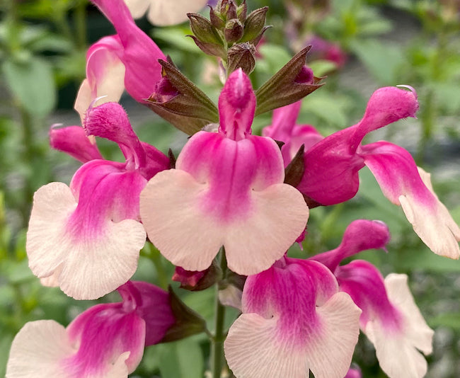 Salvia, Variety