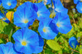 Load image into Gallery viewer, Morning glory
