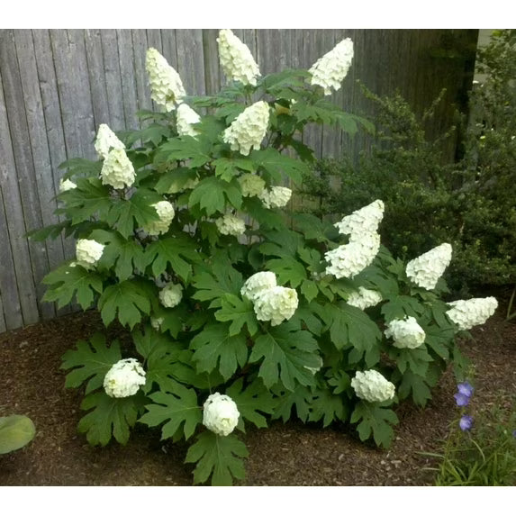 Hydrangea, Oakleaf