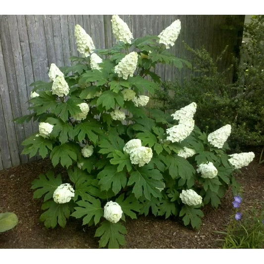 Hydrangea, Oakleaf