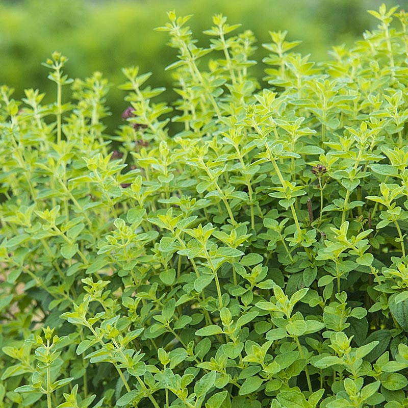 Herb, Oregano