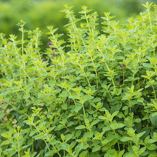 Herb, Oregano