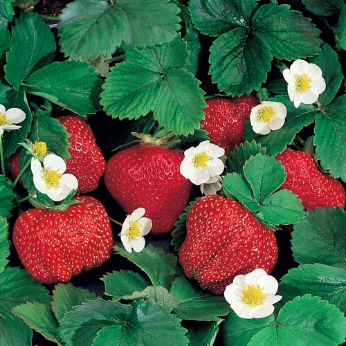 Strawberries, Variety