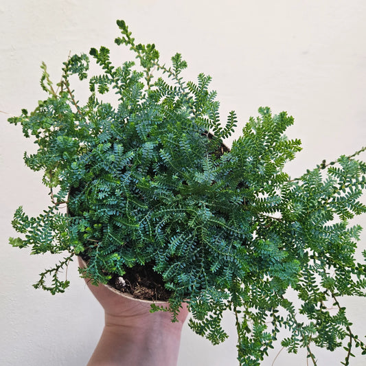 Fern, Selaginella Peacock