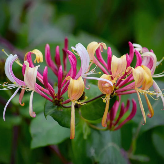 Honeysuckle, Peaches & Cream