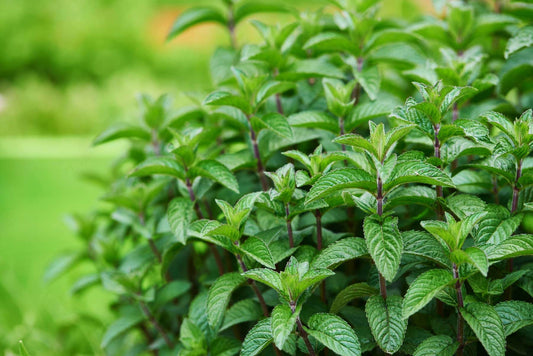 Herb, Peppermint