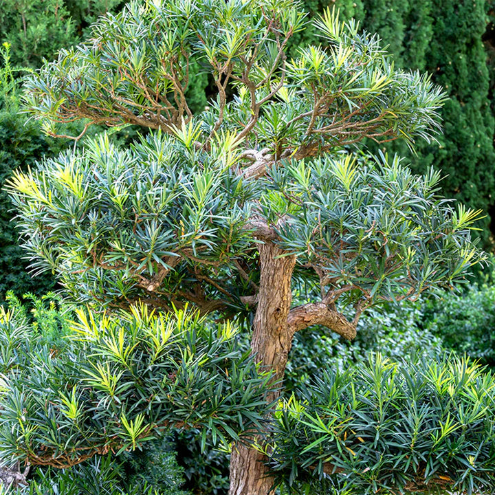 Podocarpus, M. Pringles Dwarf