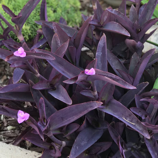 Purple Heart Plant