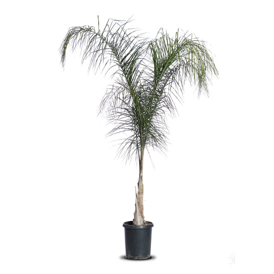 Palm, Queen