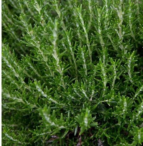 Herb, Rosemary (Variety)