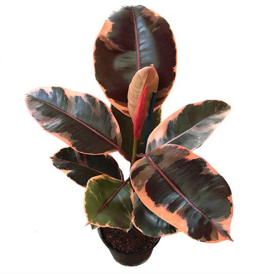 Ficus, Rubber