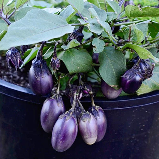 Eggplant