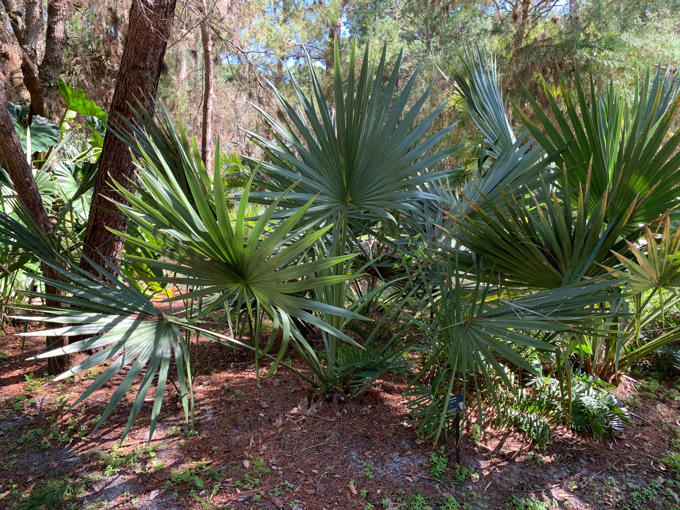 Palm,florida Sabal