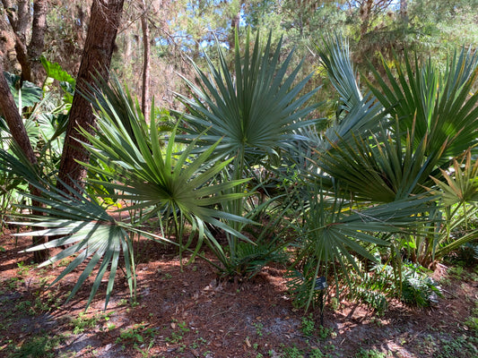 Palm,florida Sabal