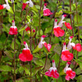 Load image into Gallery viewer, Salvia, Variety
