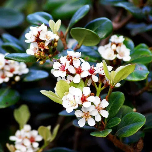 Indian Hawthorn, Snow White