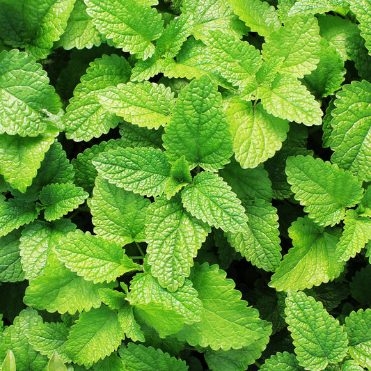 Herb, Spearmint