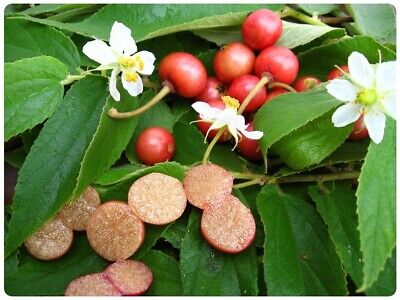 Strawberry, Fruit Tree (Cotton Candy Berry)