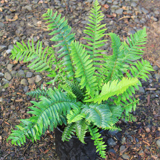 Fern, Sword