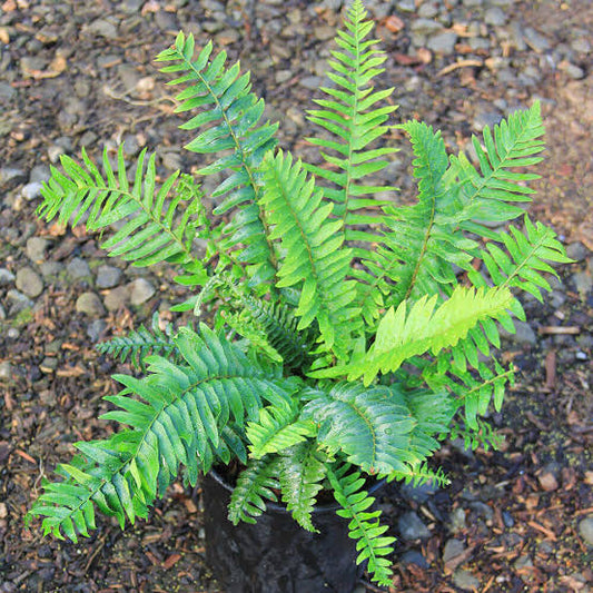 Fern, Sword