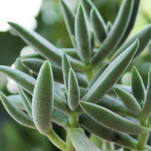 Crassula, Tenelli