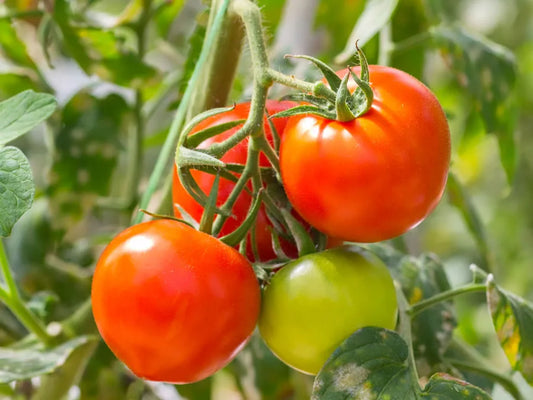 Tomato, Variety