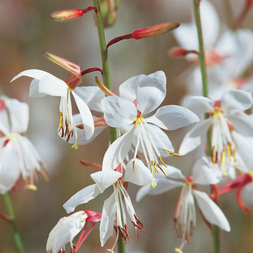 Gaura, Variety