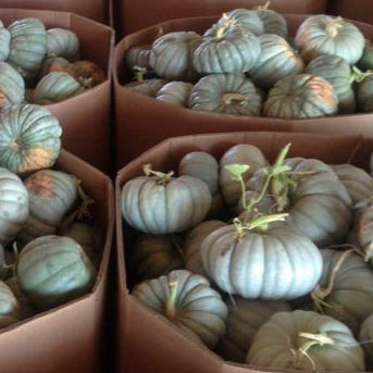 Pumpkin, Jarrahdale