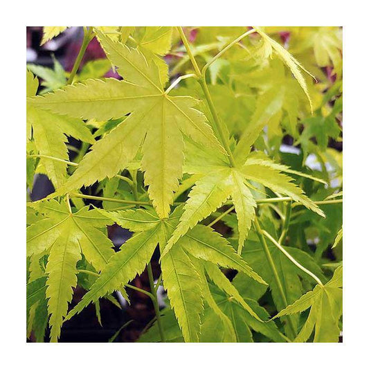Maple, Japanese Shidava Gold