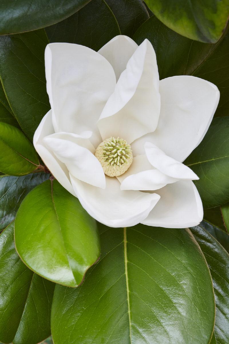 Magnolia, Teddy Bear