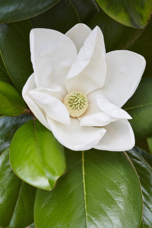 Magnolia, Teddy Bear