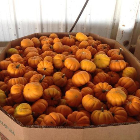 Pumpkin, Mini