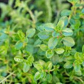Herb, Thyme