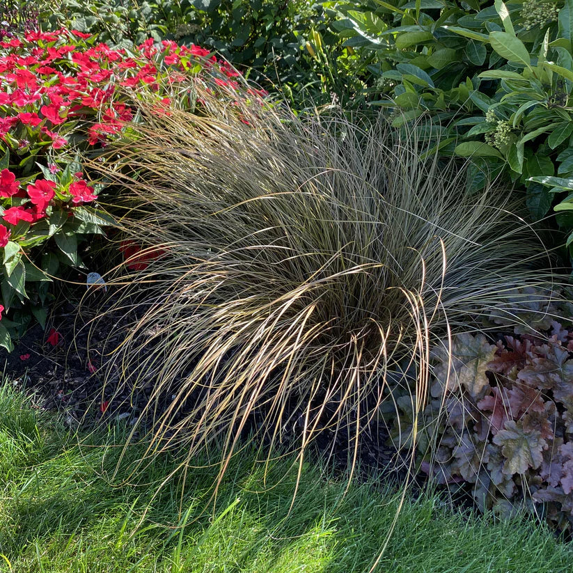 Toffe Twise Sedge Grass