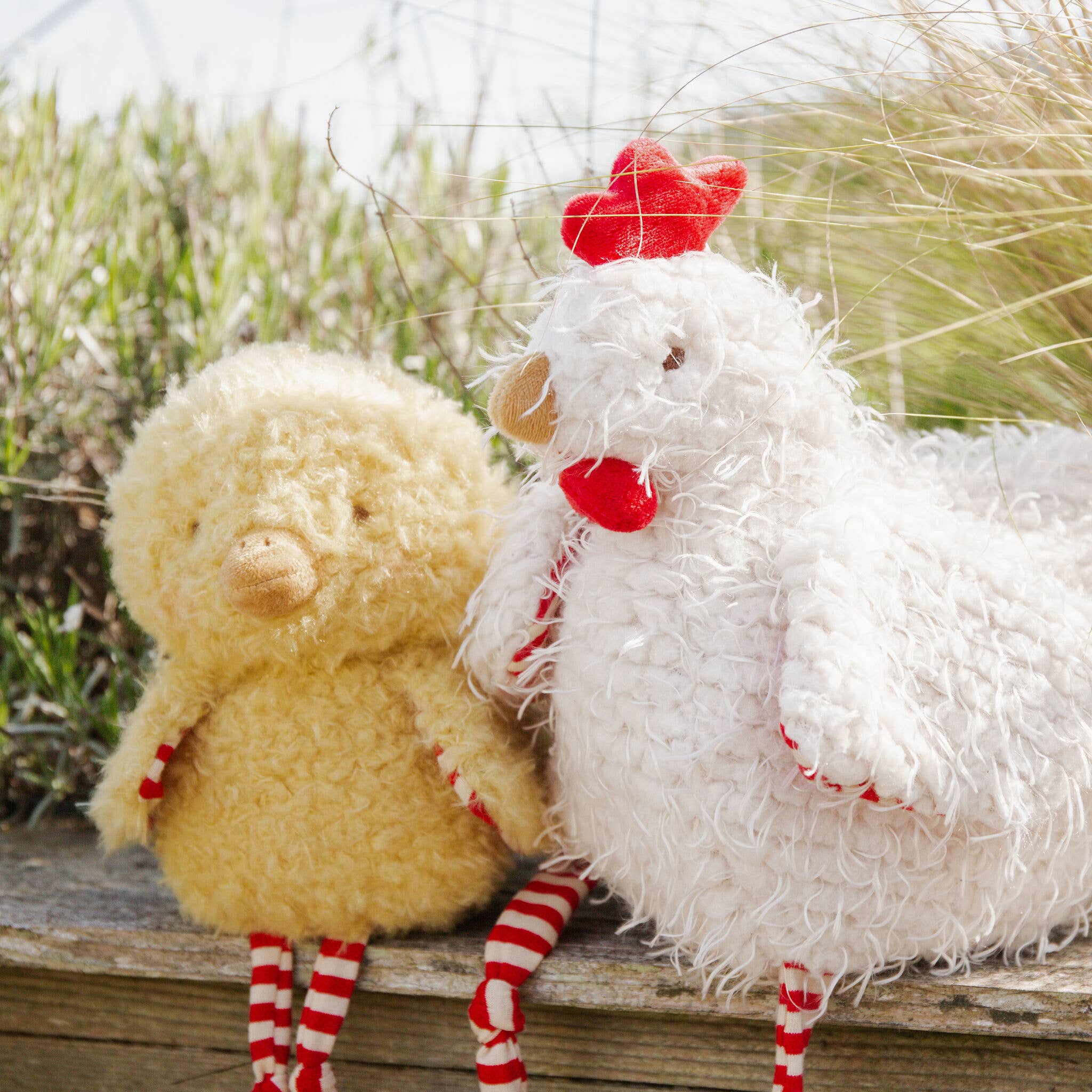 Wee Clucky Little the Chicken