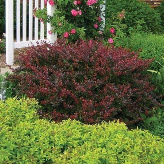 Barberry, Crimson Pygmy