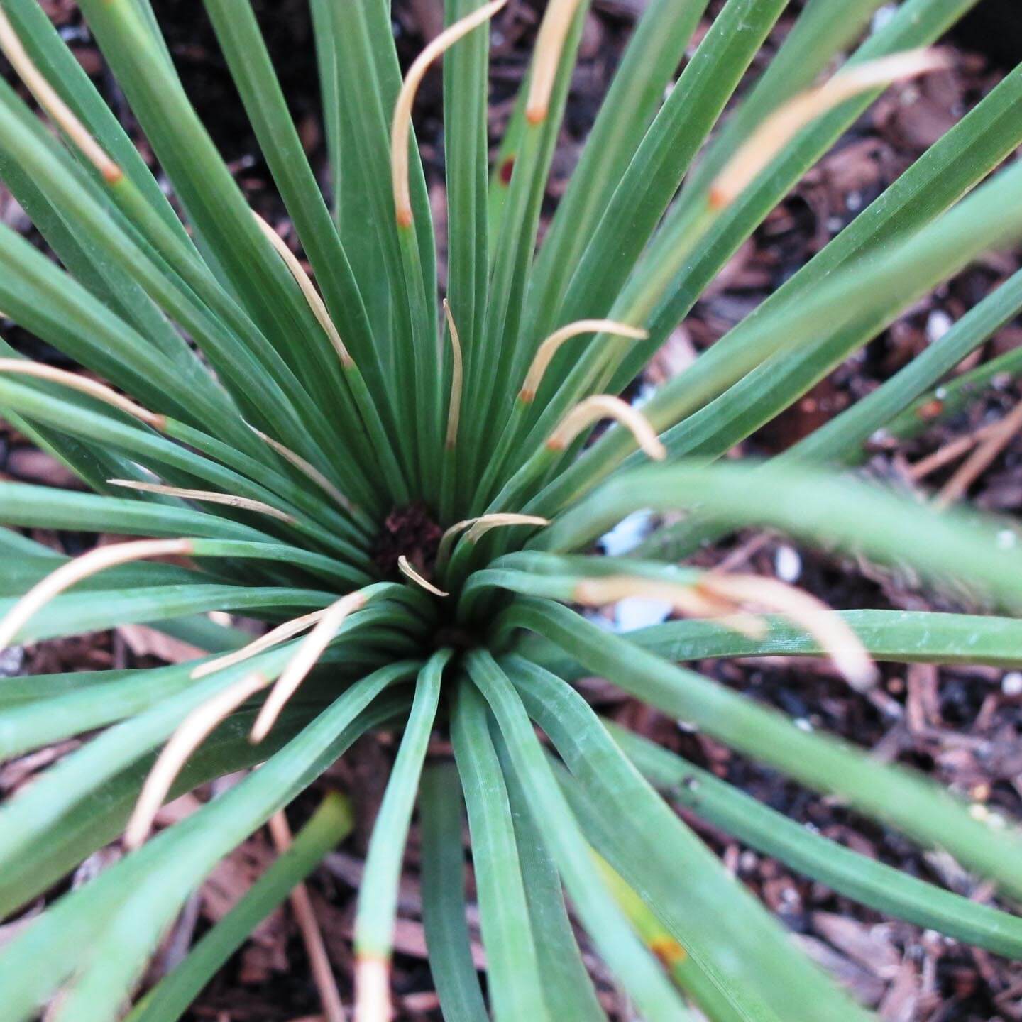 Dasylirion, Longissimum