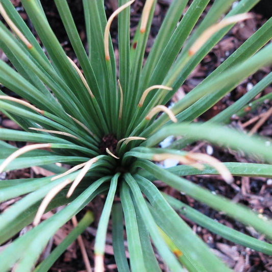 Dasylirion, Longissimum