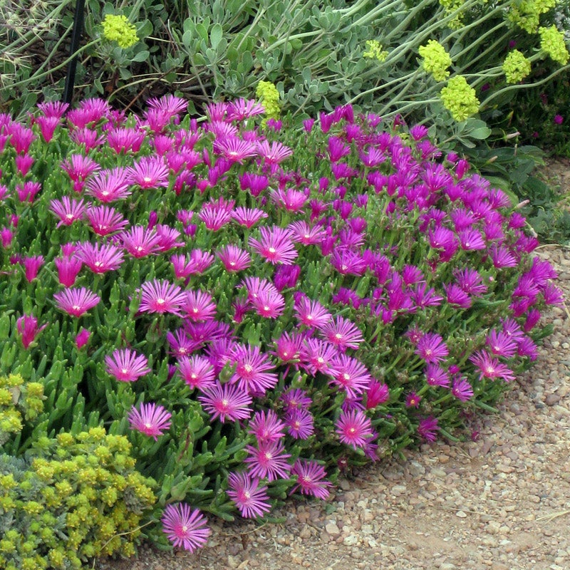 Delosperma, Ice Plant (Variety)